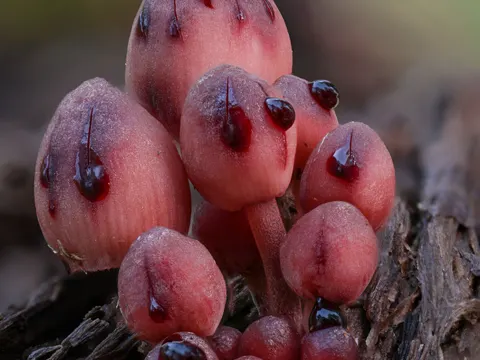 Bleeding Bonnet