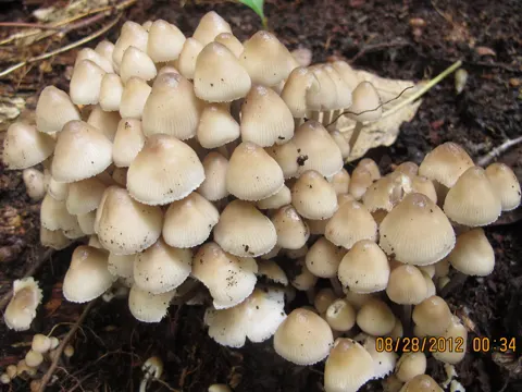 Clustered Bonnet