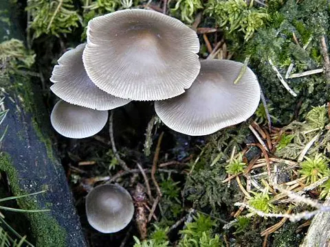 Stained Bonnet
