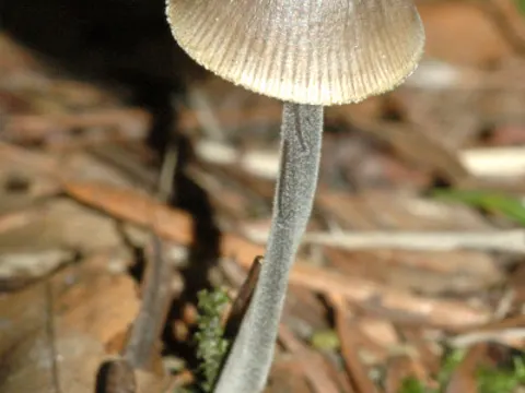 Grooved Bonnet