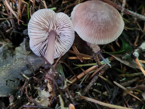 Lilac Bonnet