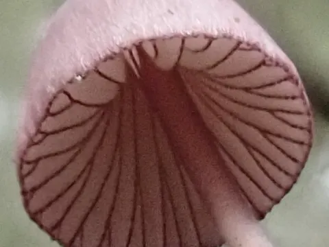 Purple Edge Bonnet