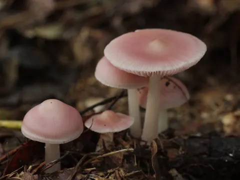 Rosy Bonnet