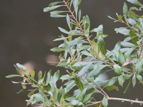 Bayberry