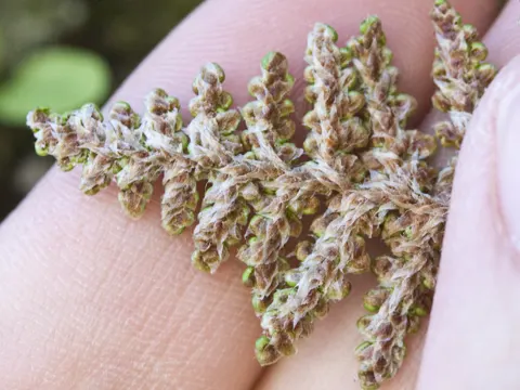 Coville's Lip Fern