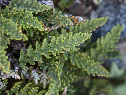 Lace Fern