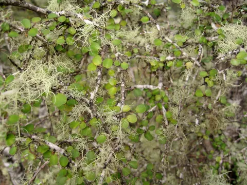 Myrsine divaricata