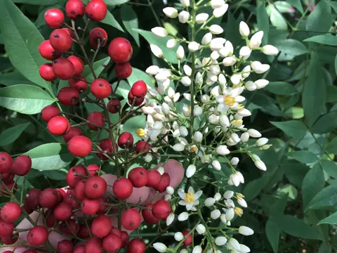Heavenly Bamboo