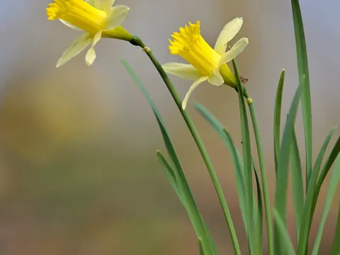 Daffodil