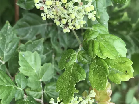 peppervine