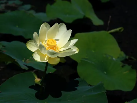 Yellow Lotus
