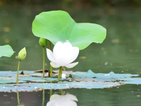 Sacred Lotus