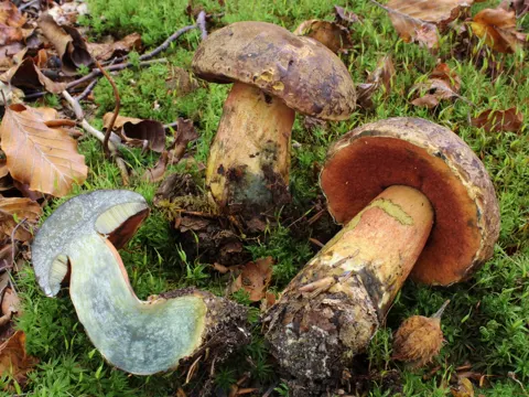 Scarletina Bolete
