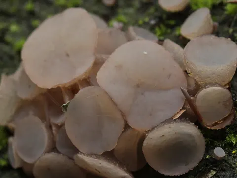 Beech Jelly-disc