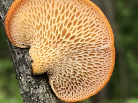 Hexagonal-pored Polypore