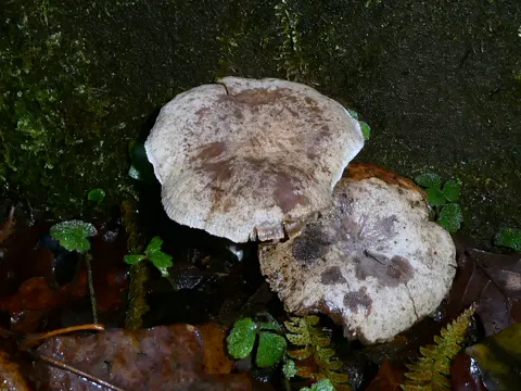 Sticky Sawgill