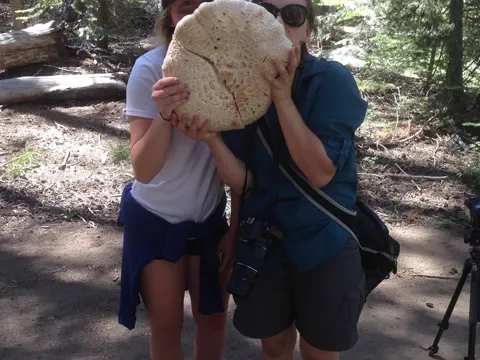 Ponderosa Larch Mushroom