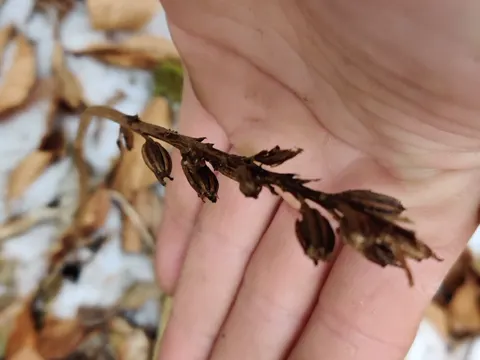 Bird's-nest Orchid