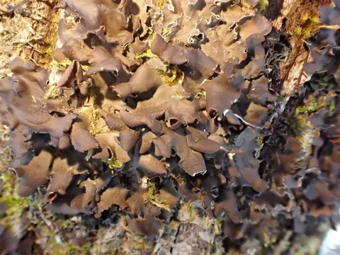 Hooded Rosette Lichen