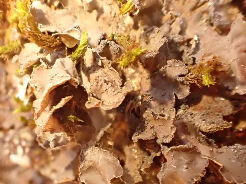 Powdery Kidney Lichen