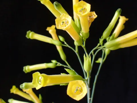 Mustard Tree
