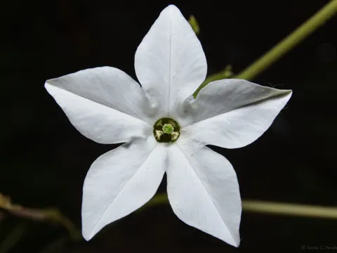Long-flowered Tobacco