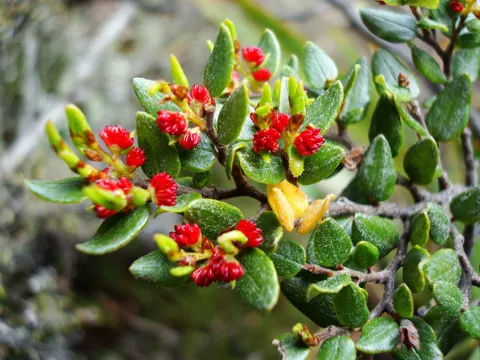 Mountain Beech