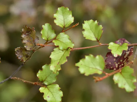 Red Beech