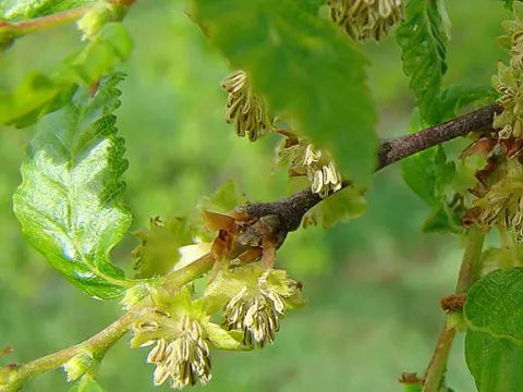 Roble Beech