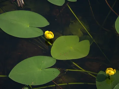 Yellow Water-lily