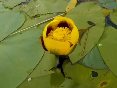 Spatterdock