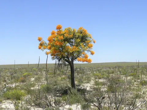 Weihnachtsbaum (Nuytsia floribunda)