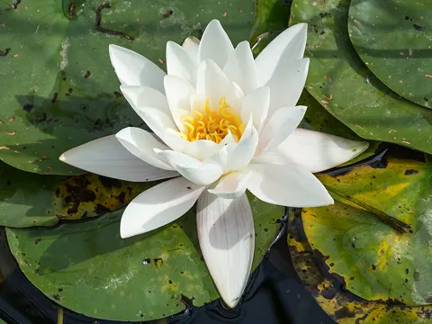 White Water Lily