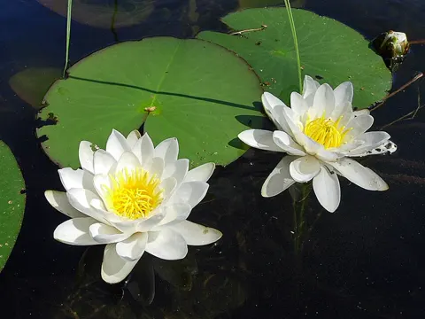 Kleine Seerose