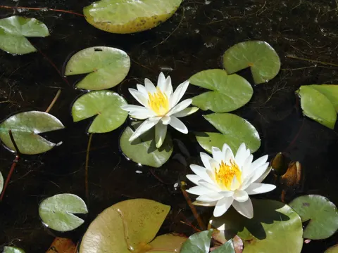 Fragrant Water Lily