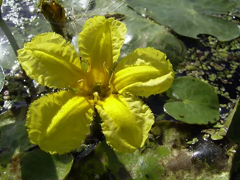 Fringed Water-lily
