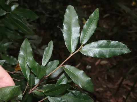Mickey Mouse Plant