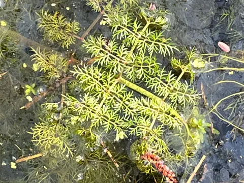 Water Dropwort