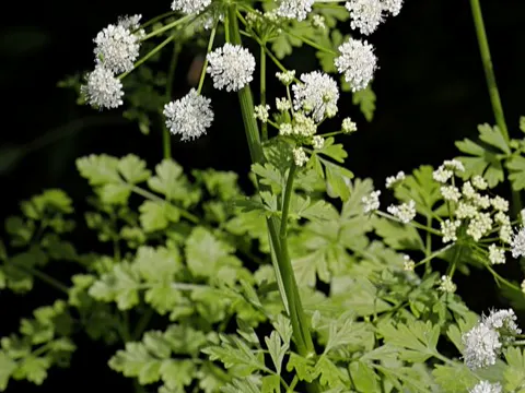 Hemlock Water-dropwort