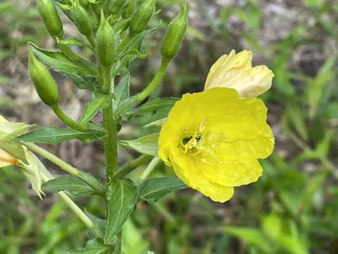 Evening Primrose