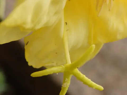 Large-flowered Evening-primrose