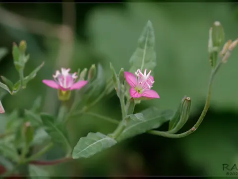 Pink Evening Primrose