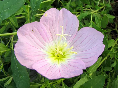 Pink Evening Primrose