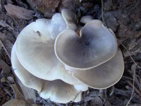Ghost Fungus