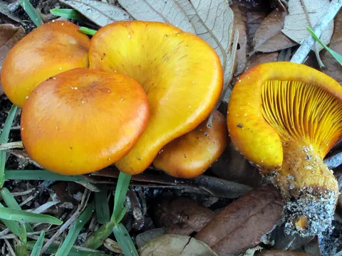 Western Jack O'lantern