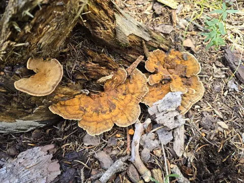 Velvet Rosette