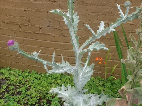 Cotton Thistle