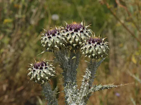 Illyrian Thistle