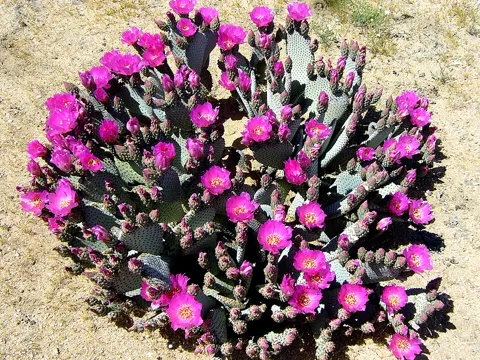Beavertail Cactus