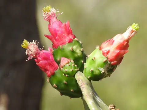Cochineal Cactus